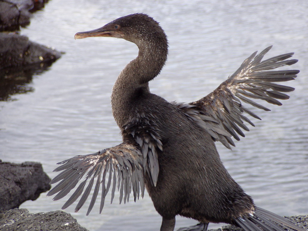 Impact on Understanding Bird Evolution (image credits: flickr)