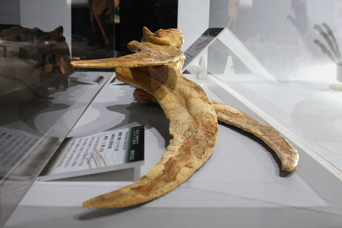 The Claw Structure That Confused Scientists (image credits: wikimedia)