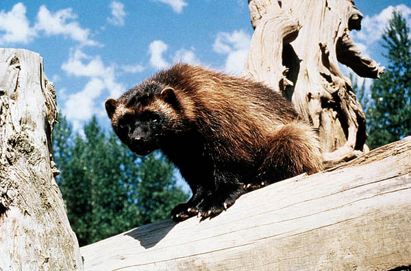 Comparison with Modern Animals (image credits: By Jeffrey C. Lewis, Public domain, https://commons.wikimedia.org/w/index.php?curid=30902)
