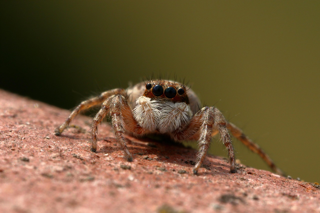 Giant Insects That Ruled the Skies (image credits: pixabay)