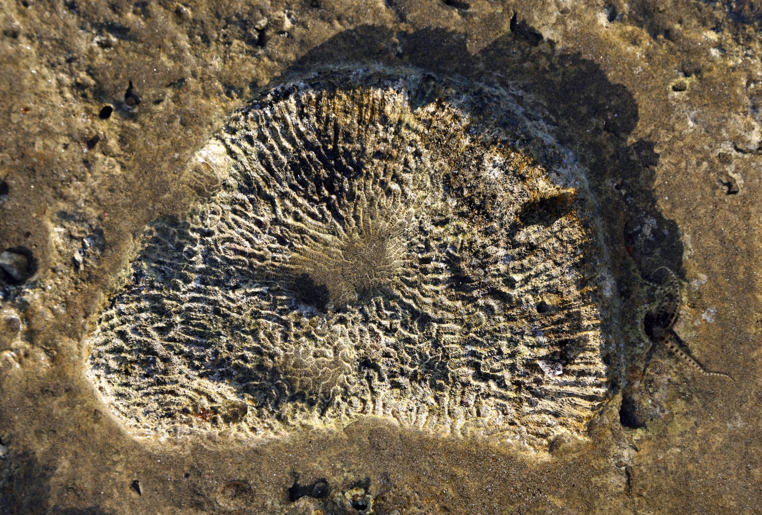 The Revolutionary Discovery of Growth Rings in Ancient Corals (image credits: By Marc Ryckaert (MJJR), CC BY 3.0, https://commons.wikimedia.org/w/index.php?curid=36841902)
