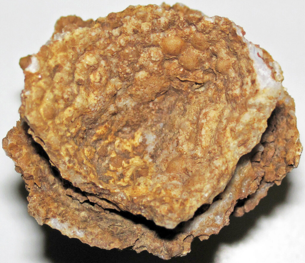 Devonian Coral Fossils: Earth's Ancient Day Counters (image credits: flickr)