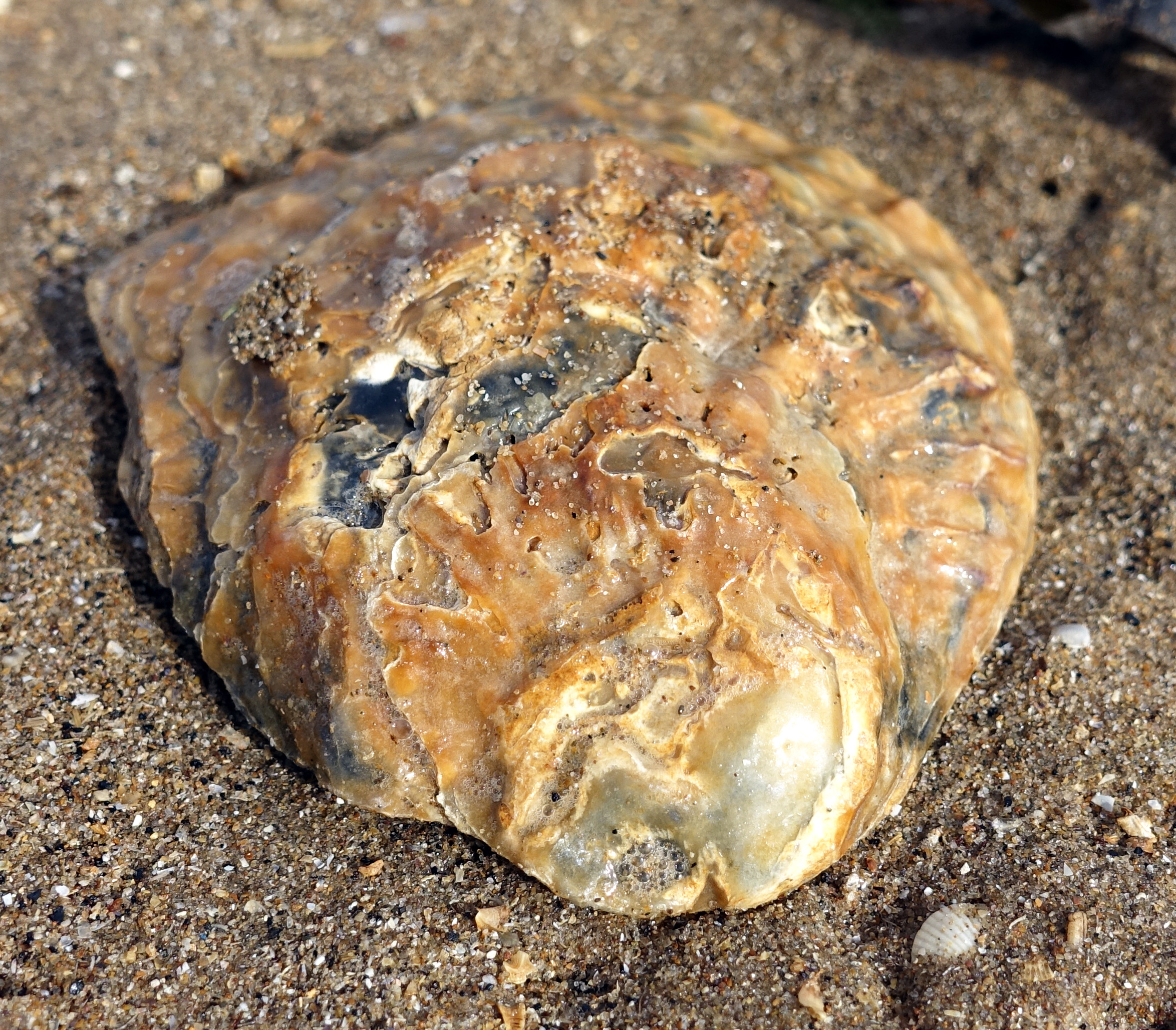 Bivalve Shells: Mollusks as Ancient Chronometers (image credits: By Tiia Monto, CC BY-SA 3.0, https://commons.wikimedia.org/w/index.php?curid=71506220)
