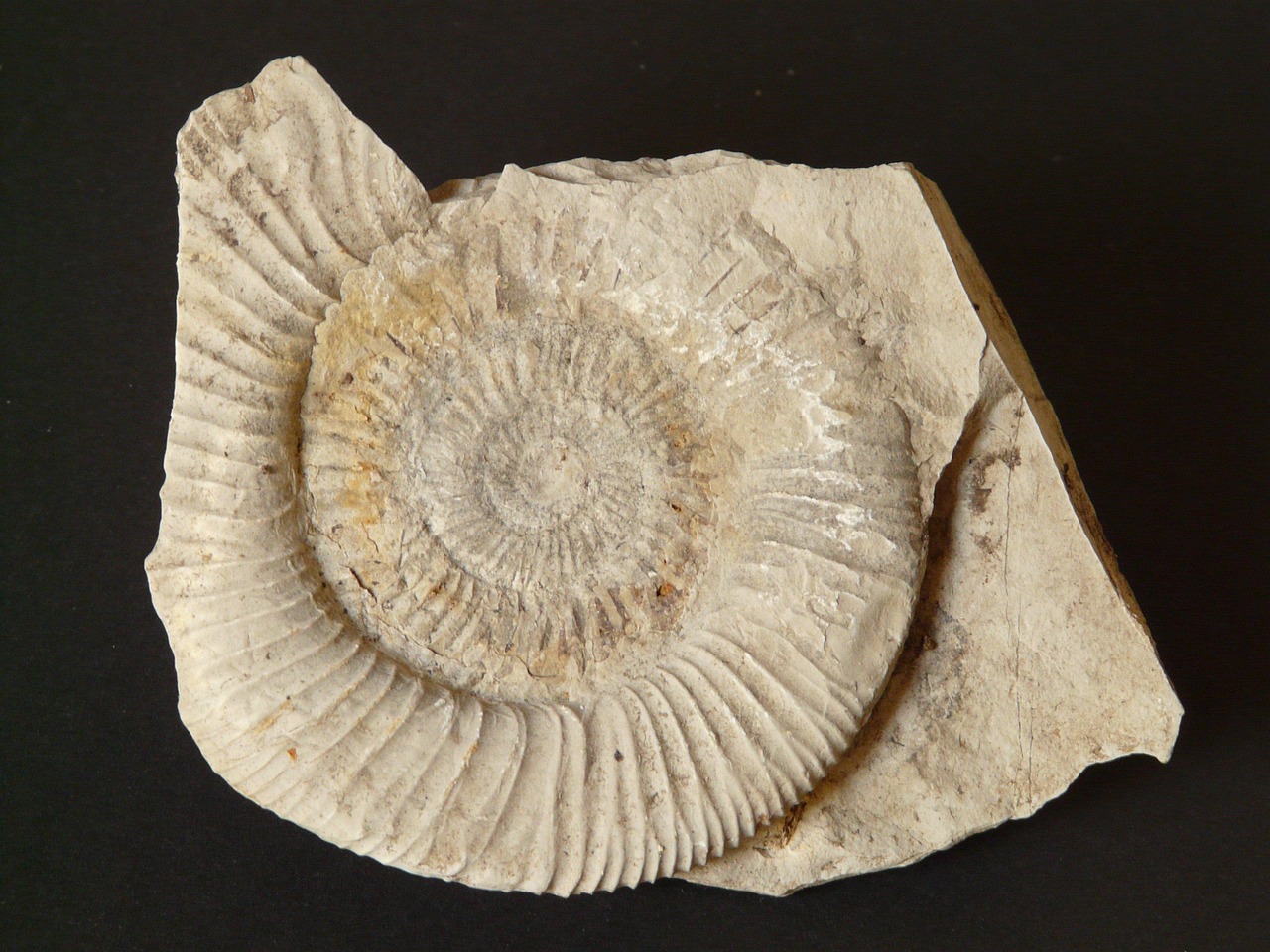 Nautilus Shells: Spiral Calendars from the Deep Past (image credits: pixabay)