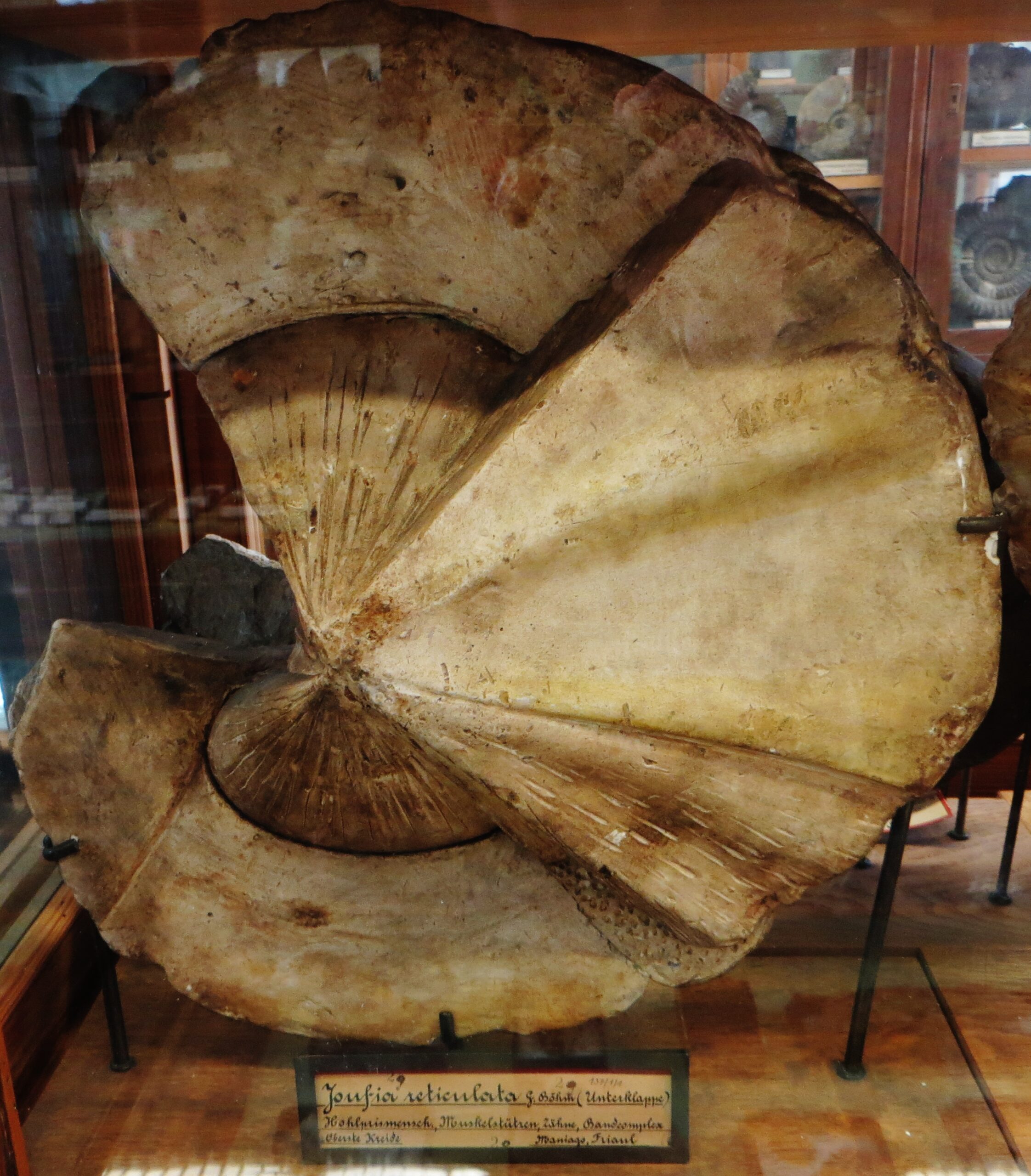 Rudist Bivalves: Cretaceous Climate Recorders (image credits: By Ghedoghedo, CC BY-SA 4.0, https://commons.wikimedia.org/w/index.php?curid=49300347)