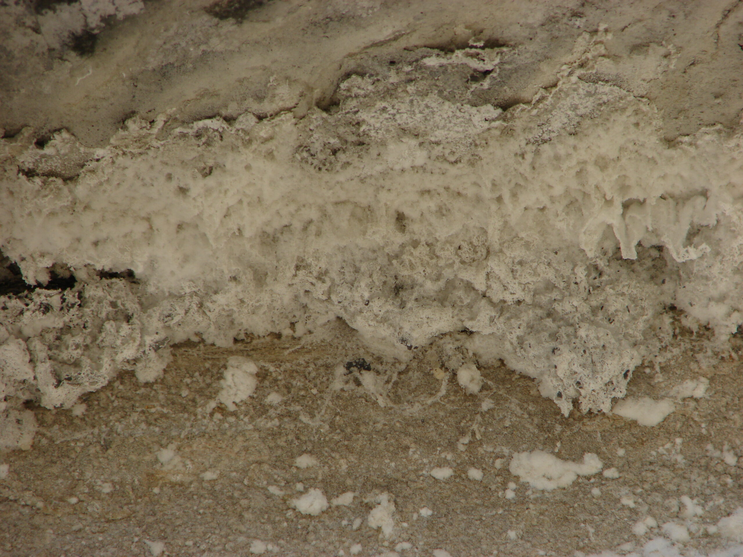 Tidal Rhythmites: Sedimentary Time Capsules (image credits: By Eurico Zimbres, CC BY-SA 2.5, https://commons.wikimedia.org/w/index.php?curid=2646690)