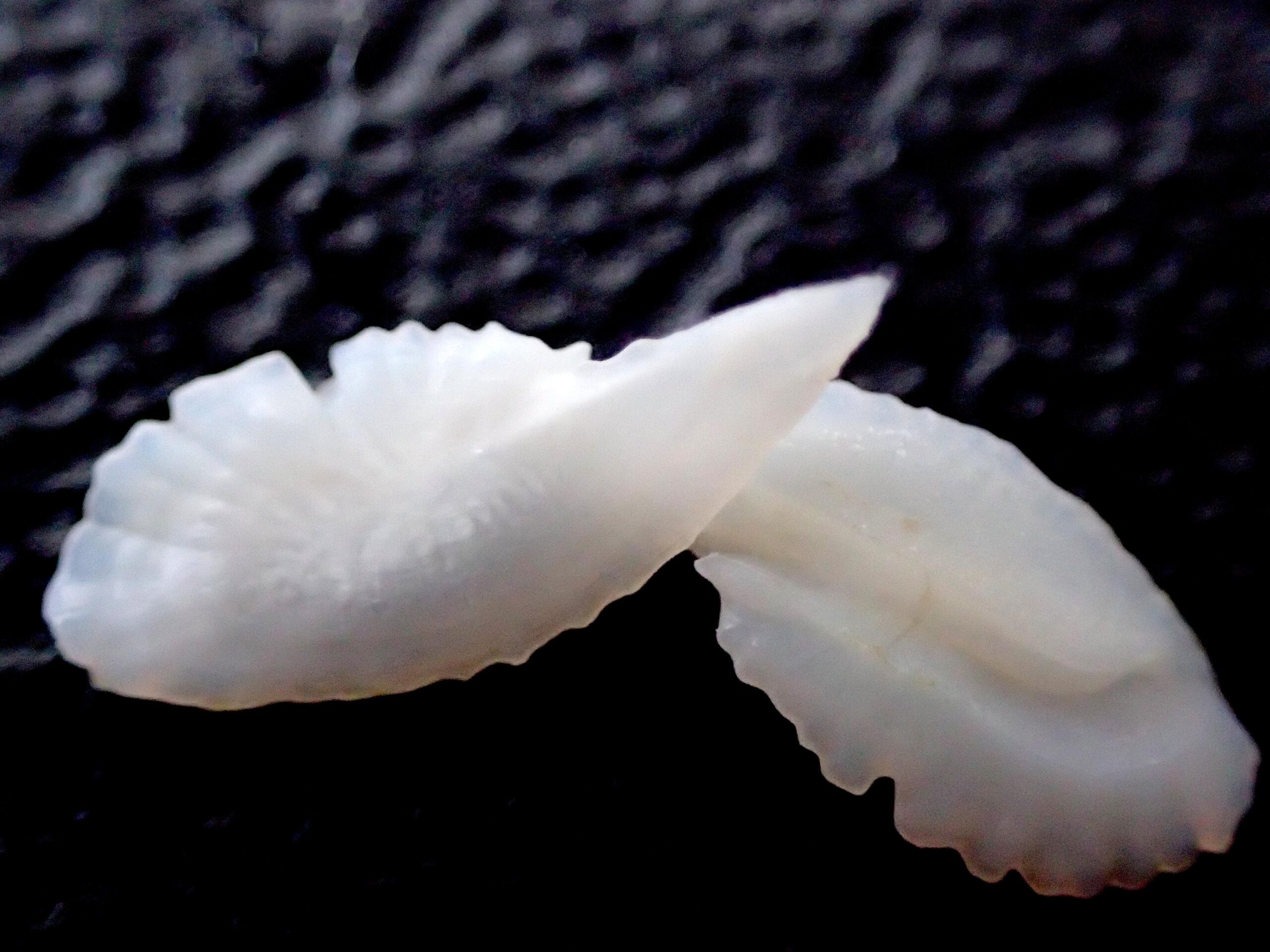 Fish Otoliths: Ear Stones as Ancient Clocks (image credits: wikimedia)