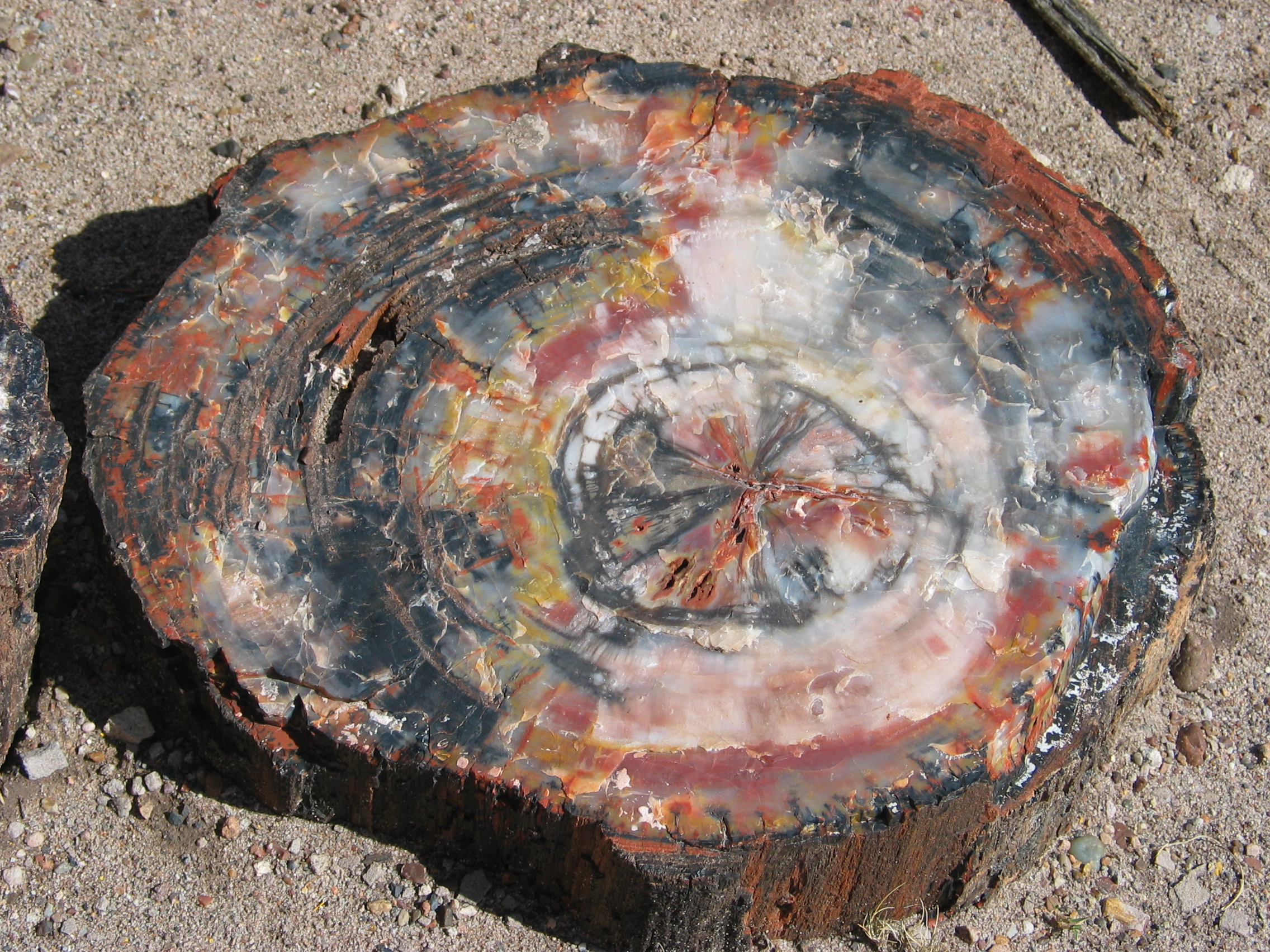 Tree Rings in Petrified Wood: Terrestrial Time Keepers (image credits: photograph taken at Petrified Forest National Park, USA, originally uploaded to en.wikipedia (http://en.wikipedia.org/wiki/Image:Petrified_wood_closeup_2.jpg), CC BY-SA 3.0, https://commons.wikimedia.org/w/index.php?curid=63801)