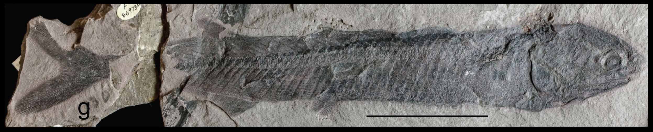 The Triassic Greenhouse and Dinosaur Distribution (image credits: wikimedia)