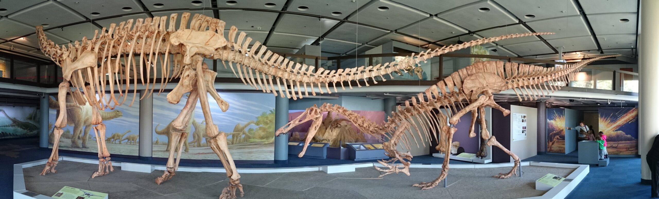 Biomechanical Innovations of Early Dinosaurs (image credits: wikimedia)