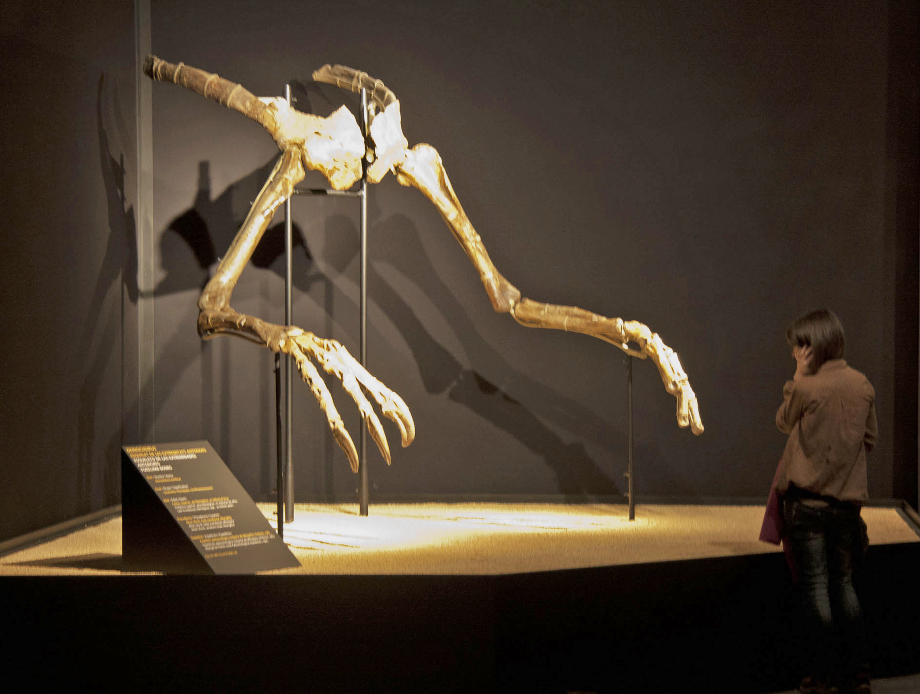 The Ornithomimid Connection (image credits: wikimedia)