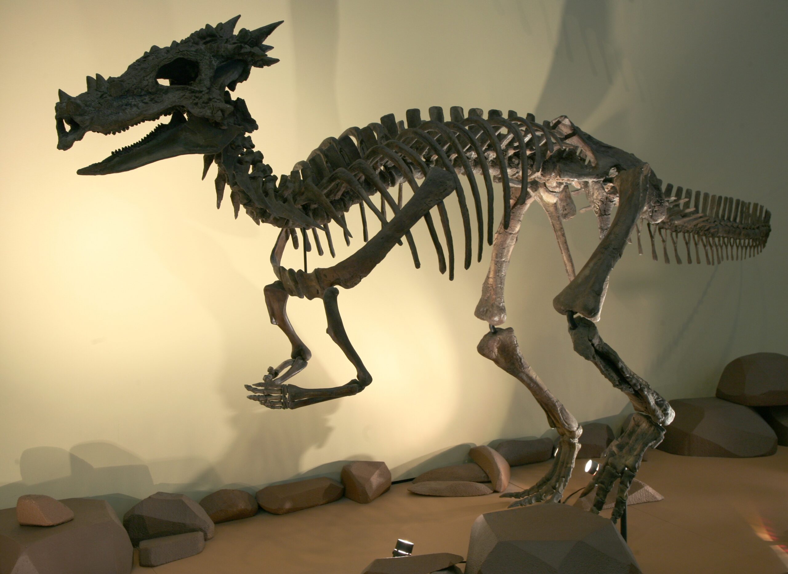 Dracorex: The Dragon That Never Was (image credits: wikimedia)