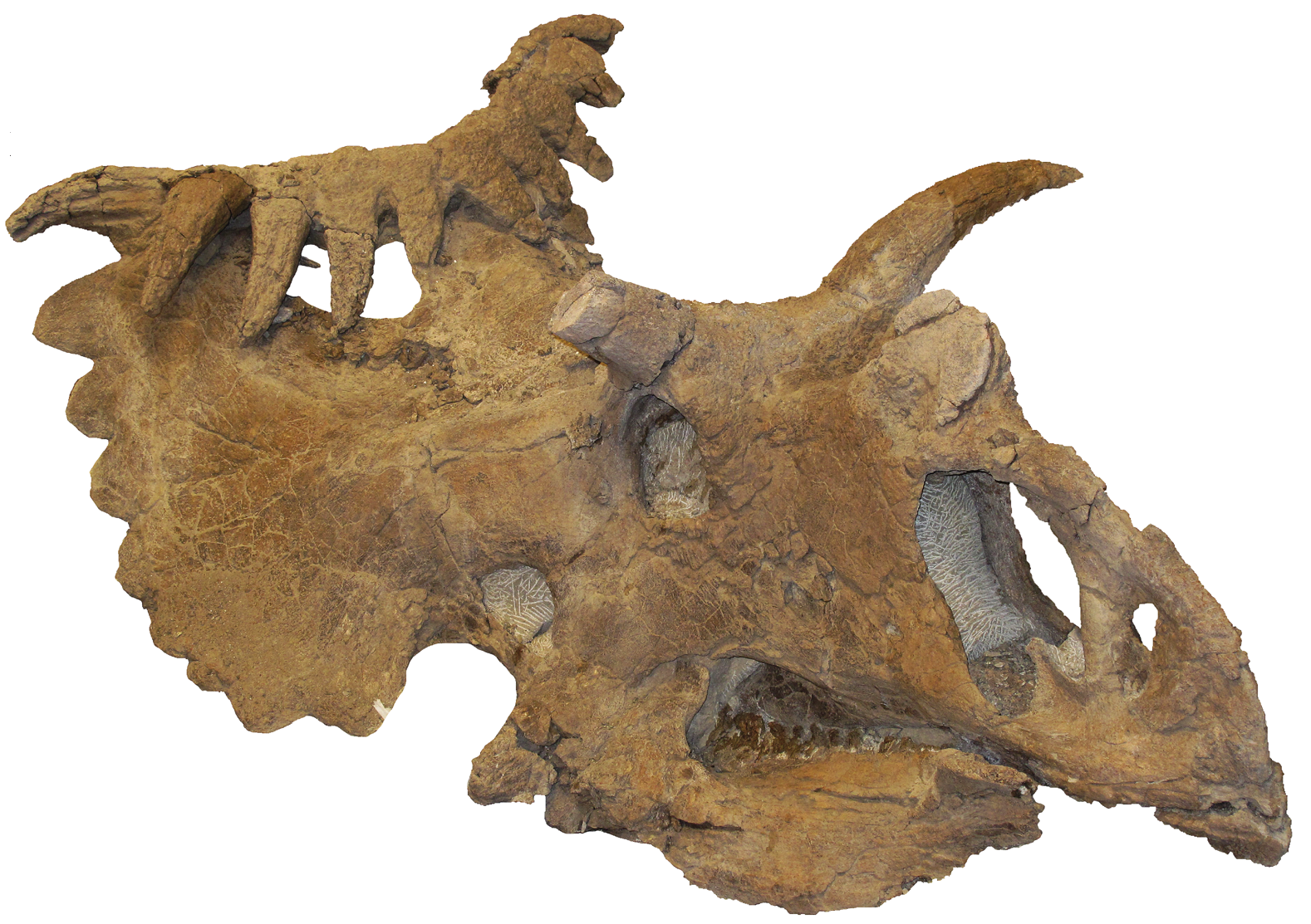 Kosmoceratops: The Dinosaur That Took Horns Too Far (image credits: wikimedia)