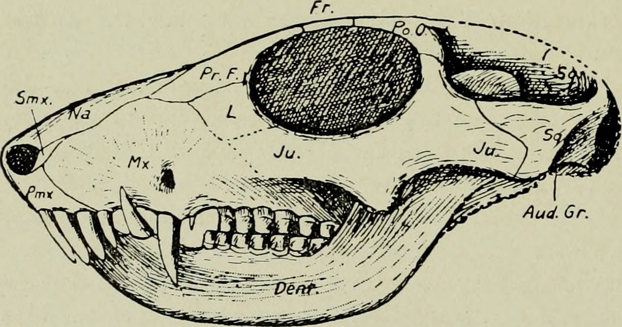 The Rise of Archosaurs (image credits: wikimedia)