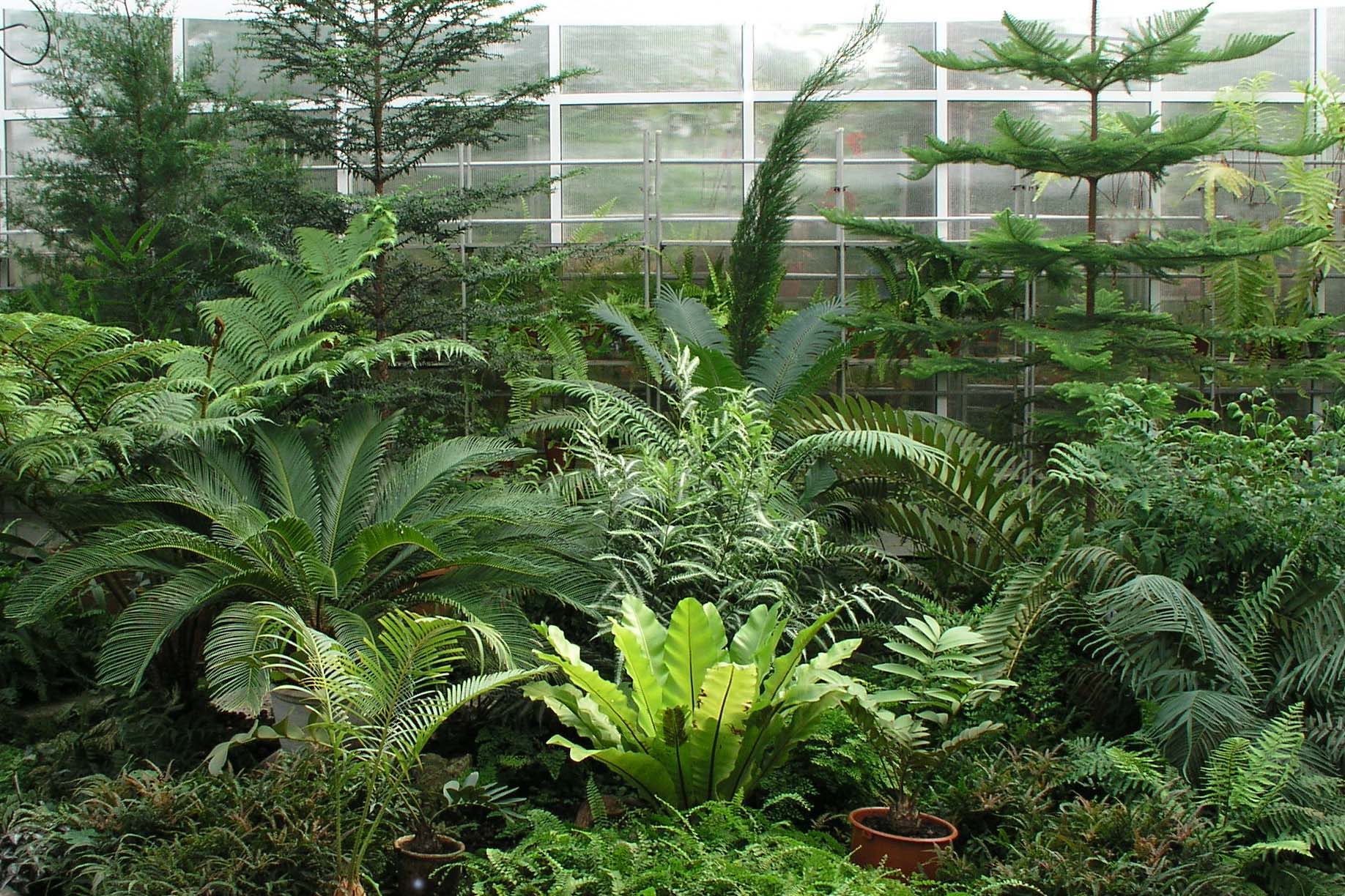 Plant Life's Slow Recovery (image credits: wikimedia)