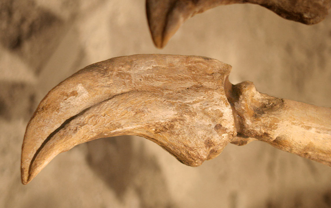 The Breakthrough Discovery of 2006 (image credits: Deinocheirus - 02, CC BY 2.0, https://commons.wikimedia.org/w/index.php?curid=36339728)