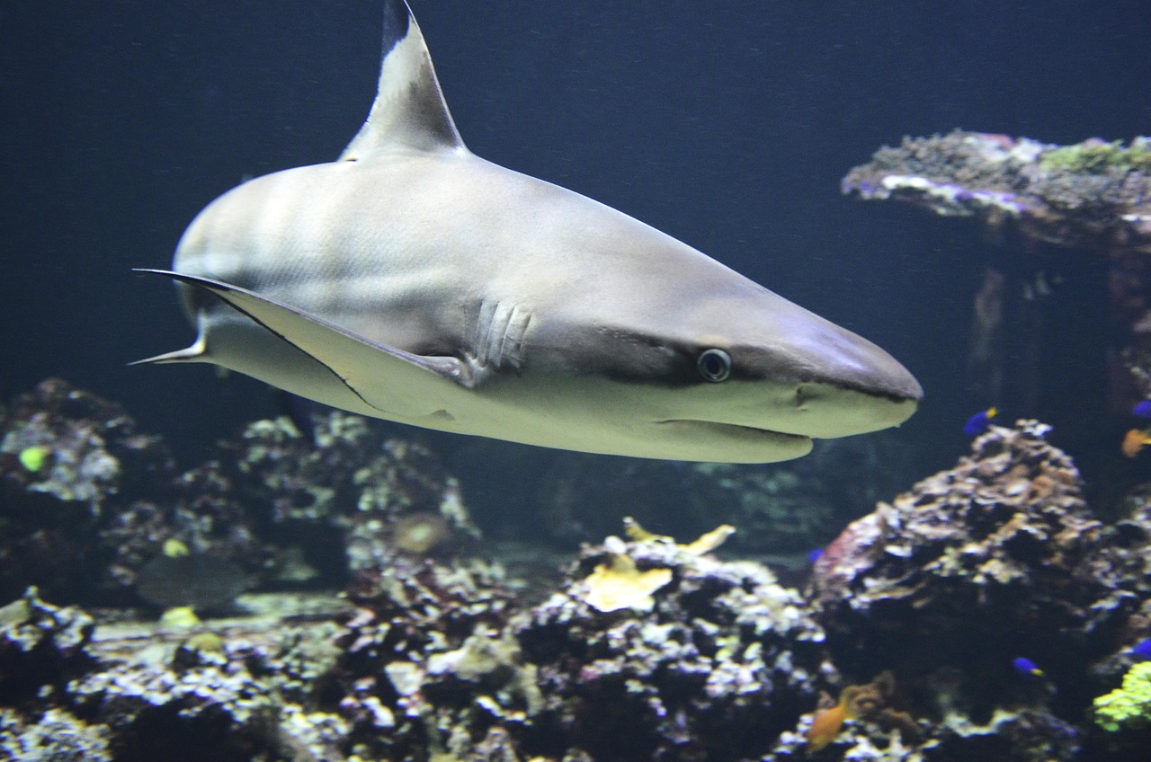 Masters of Ocean Adaptation (image credits: pixabay)