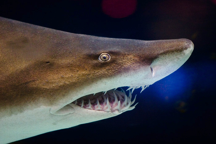 Conclusion: The Eternal Predators (image credits: wikimedia)
