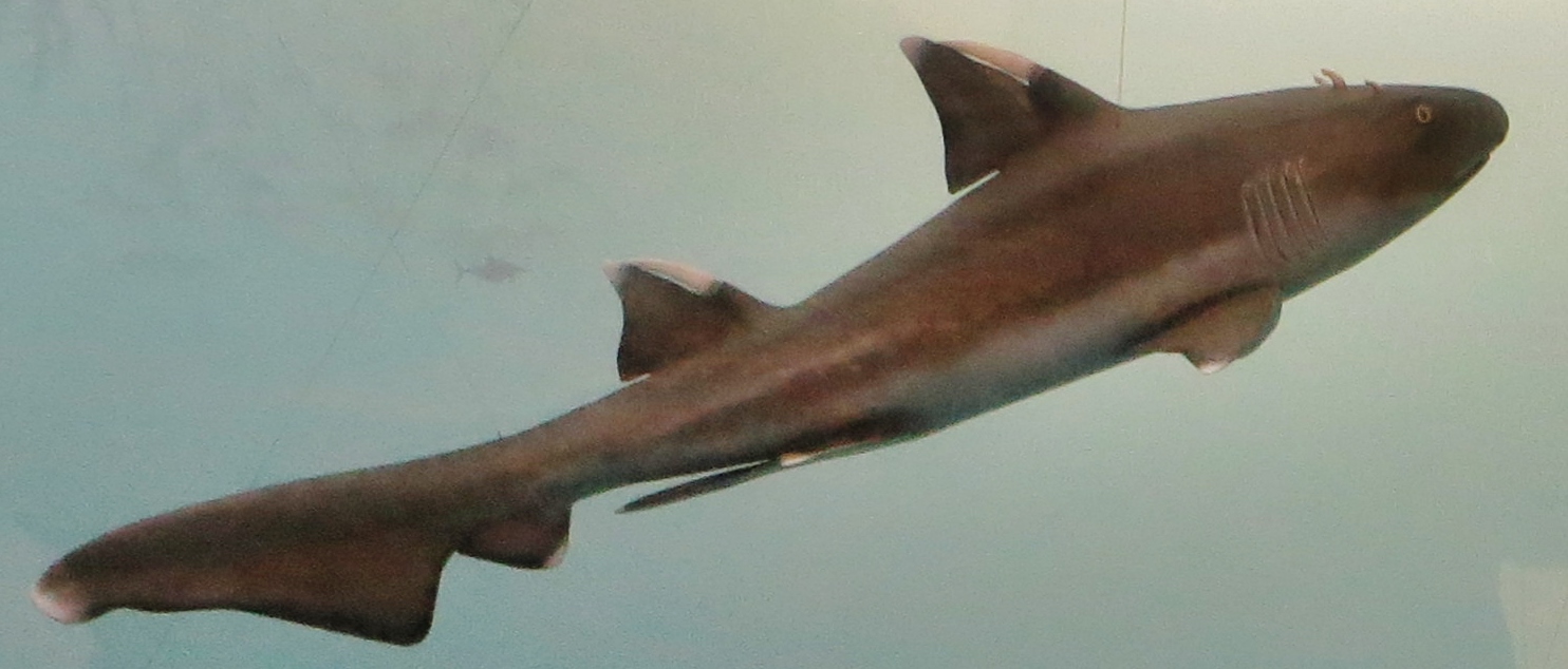 Hybodus: The Swiss Army Knife of Prehistoric Sharks (image credits: By Ghedoghedo, CC BY-SA 4.0, https://commons.wikimedia.org/w/index.php?curid=49643925)