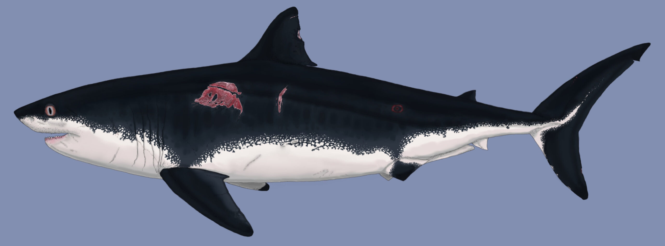 Cretoxyrhina: The Ginsu Shark That Terrorized the Western Interior Seaway (image credits: By Damouraptor, CC BY-SA 4.0, https://commons.wikimedia.org/w/index.php?curid=73143077)