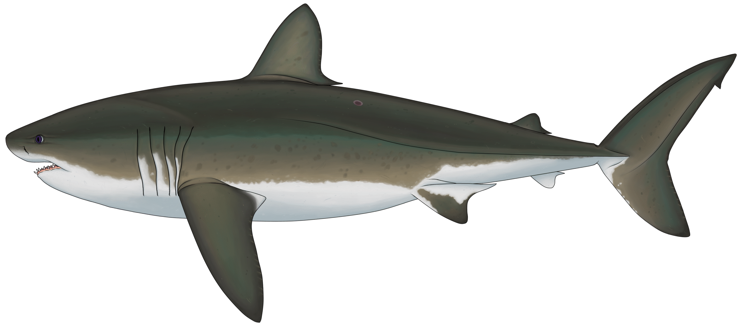 Cardabiodon: The Mysterious Mackerel Shark (image credits: By Damouraptor, CC BY-SA 4.0, https://commons.wikimedia.org/w/index.php?curid=135706561)