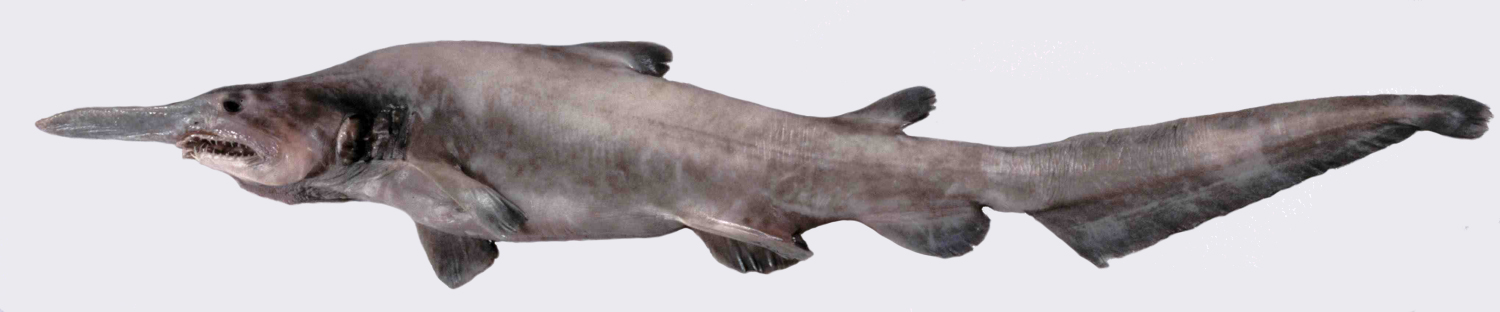 Scapanorhynchus: The Goblin Shark's Ancient Ancestor (image credits: By Dianne Bray / Museum Victoria, CC BY 3.0 au, https://commons.wikimedia.org/w/index.php?curid=25593292)