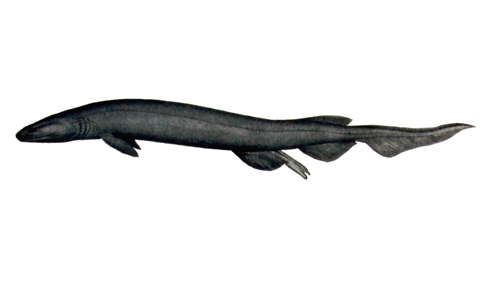 The Hexanchidae: Living Fossils from the Mesozoic (image credits: