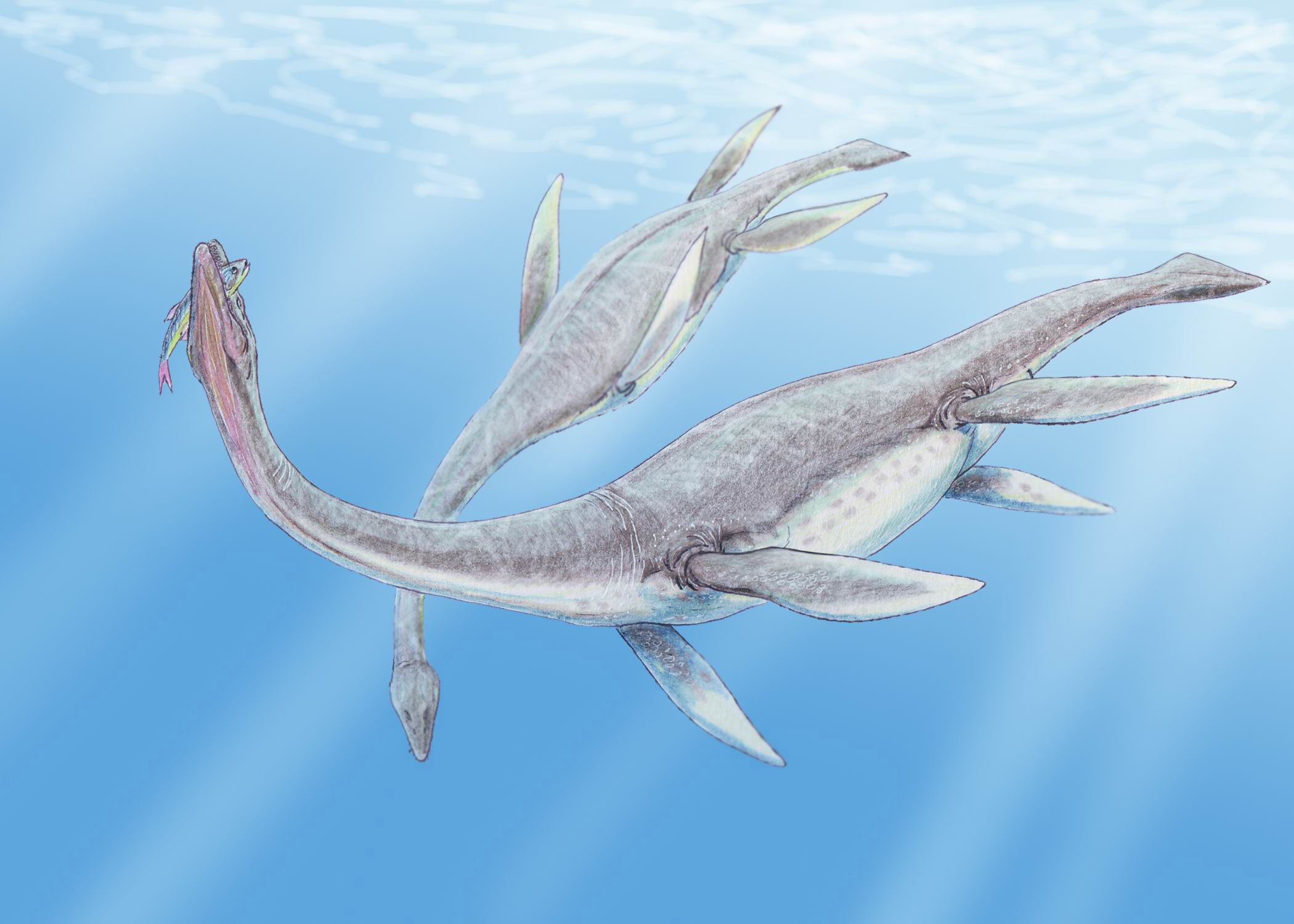 The Plesiosaurs: Dragons of the Deep (image credits: wikimedia)