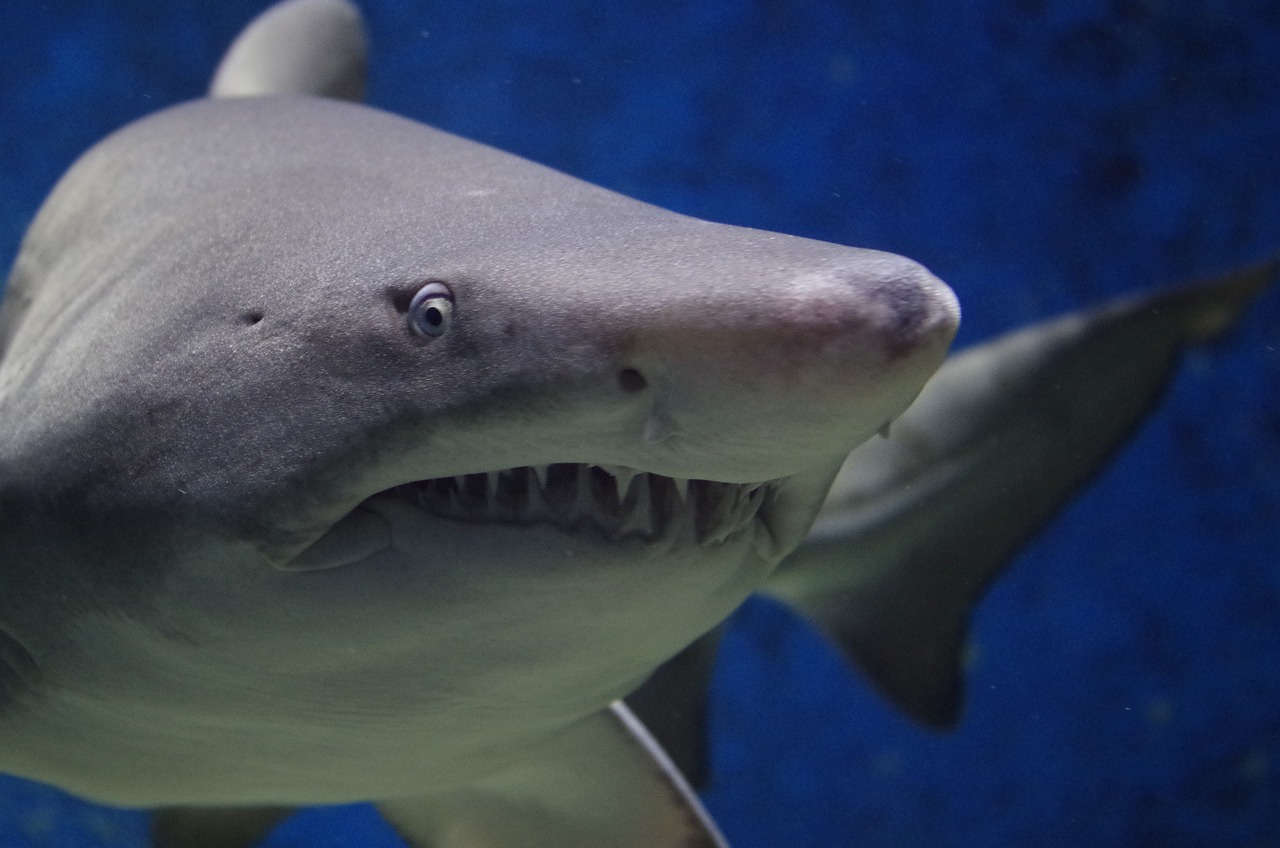 Weapons of Mass Destruction: Shark Teeth vs. Plesiosaur Jaws (image credits: pixabay)