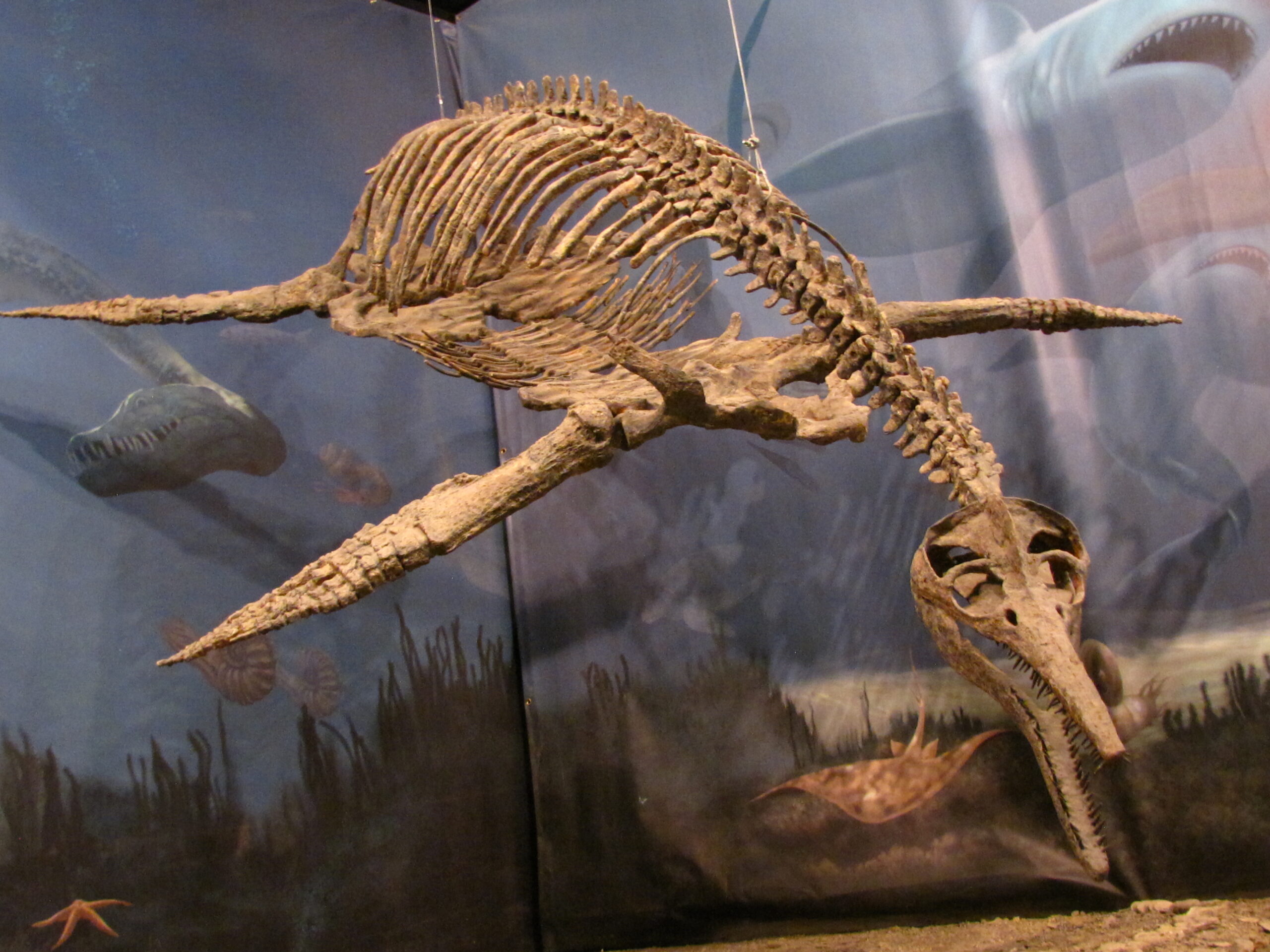 Fossil Evidence: Reading the Ancient Crime Scene (image credits: Plesiosaur, CC BY 2.0, https://commons.wikimedia.org/w/index.php?curid=74801694)