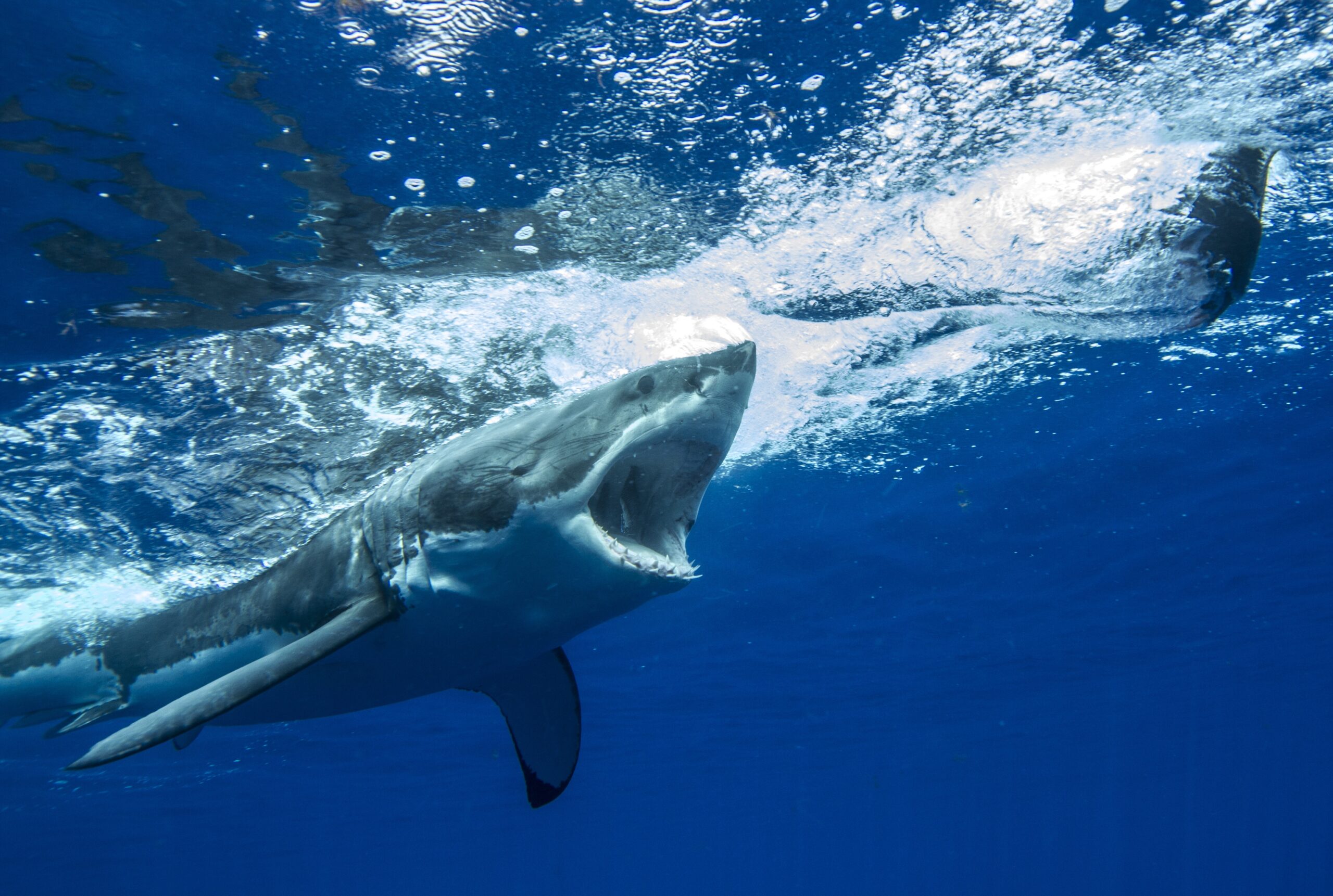 Prey Preferences: What's on the Menu? (image credits: By Sharkcrew, CC BY-SA 4.0, https://commons.wikimedia.org/w/index.php?curid=75534460)