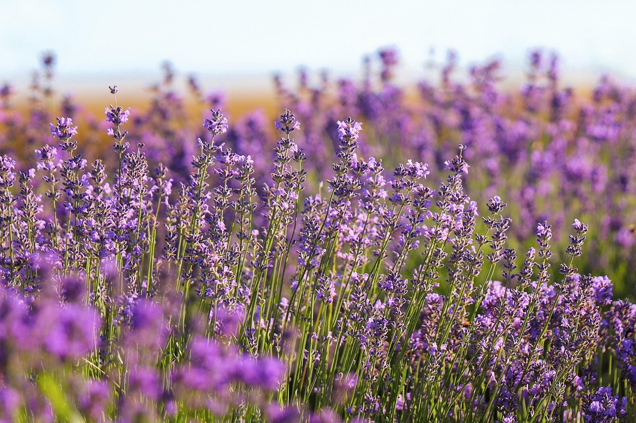 The Rise of Flowering Plants and Herbivore Abundance (image credits: pixabay)
