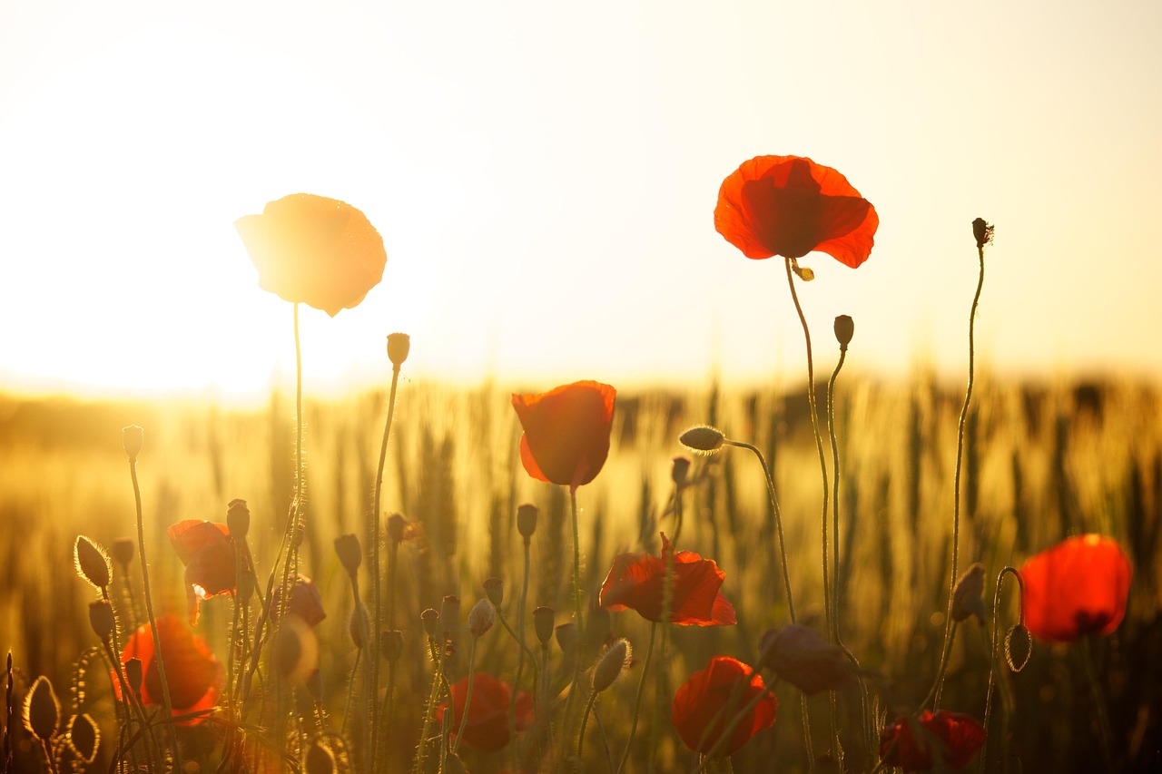 The Great Flowering Revolution (image credits: pixabay)