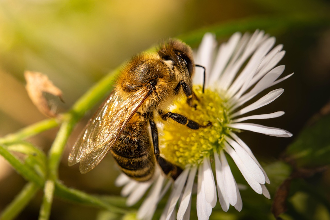 The Pollinator Partnership Revolution (image credits: pixabay)