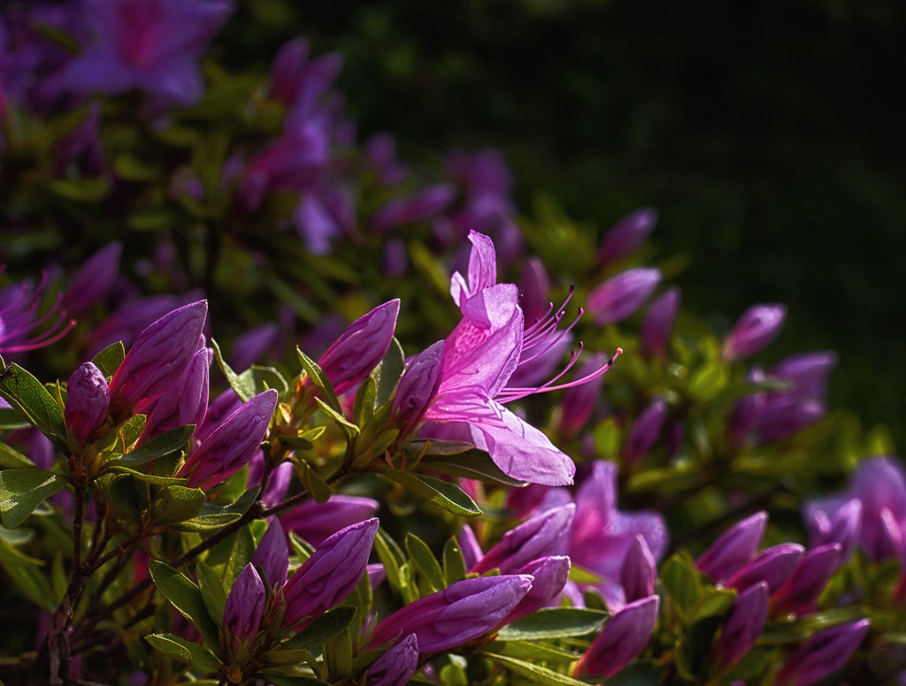Rapid Evolution: The Speed of Change (image credits: flickr)