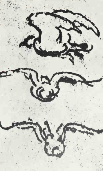 The Biomechanics of Early Flight (image credits: wikimedia)