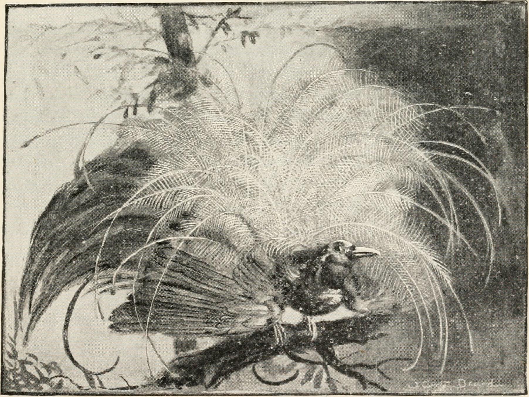 Feather Evolution: Nature's Engineering Marvel (image credits: wikimedia)