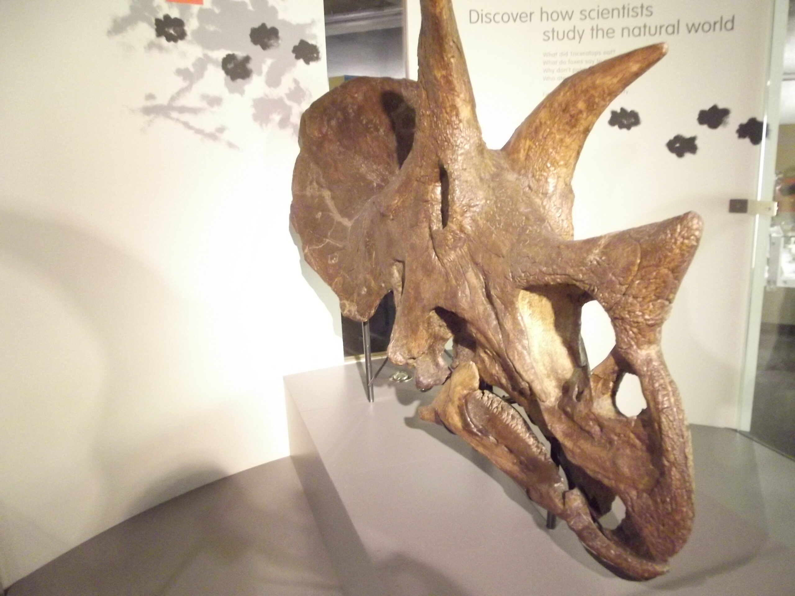 Dinosaur Romance: Love in the Time of Reptiles (image credits: wikimedia)