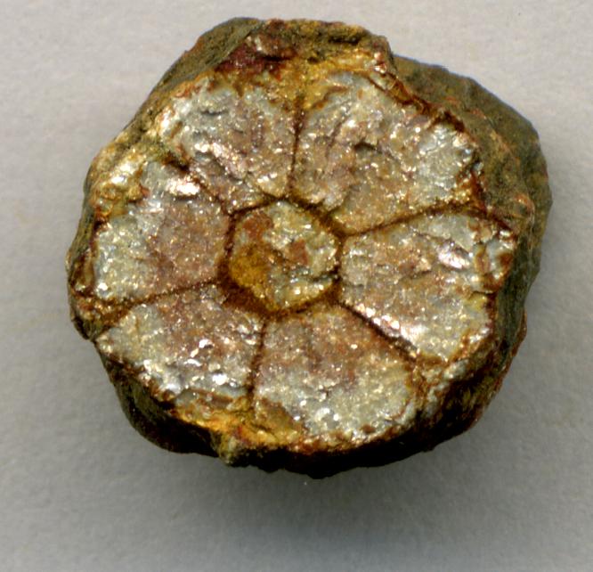When Petals First Unfurled in Dinosaur Territory (image credits: wikimedia)
