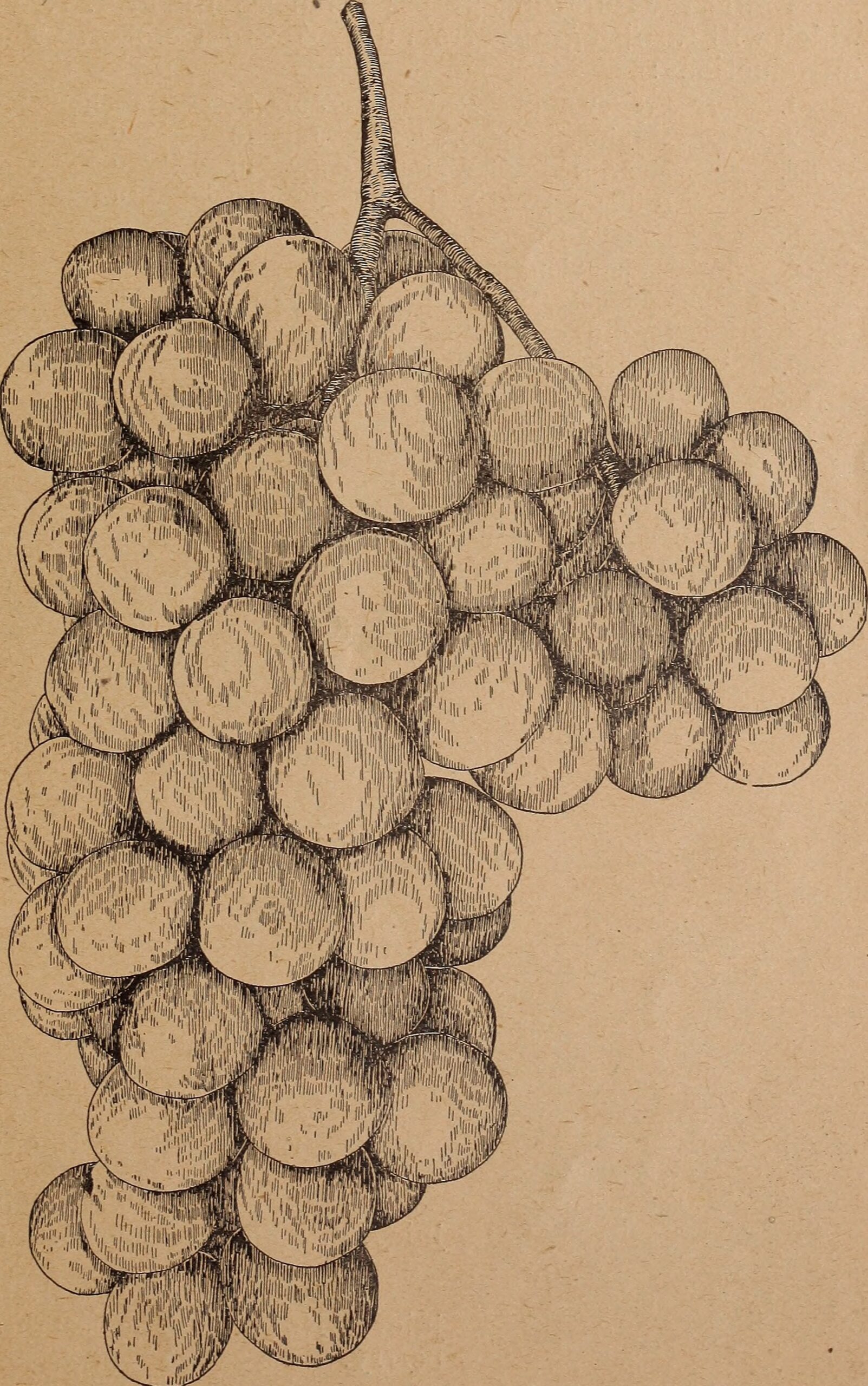The Great Plant Takeover That Changed Everything (image credits: wikimedia)