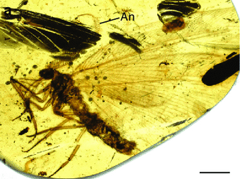 The Nectar Highway: Prehistoric Pollinators at Work (image credits: wikimedia)