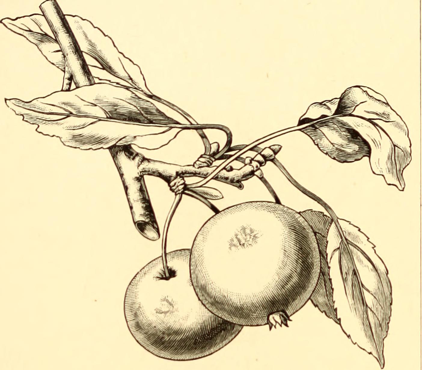 Nutritional Goldmines: The Chemistry of Prehistoric Fruits (image credits: wikimedia)