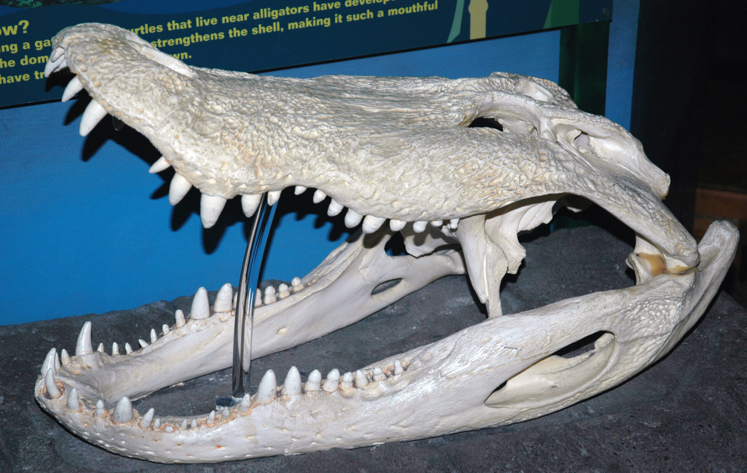 Carnivorous Dinosaurs: Indirect Beneficiaries (image credits: wikimedia)