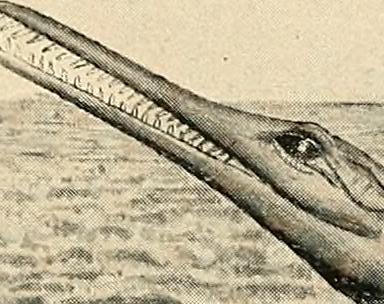 The Mysterious Origins of Snake Evolution (image credits: wikimedia)