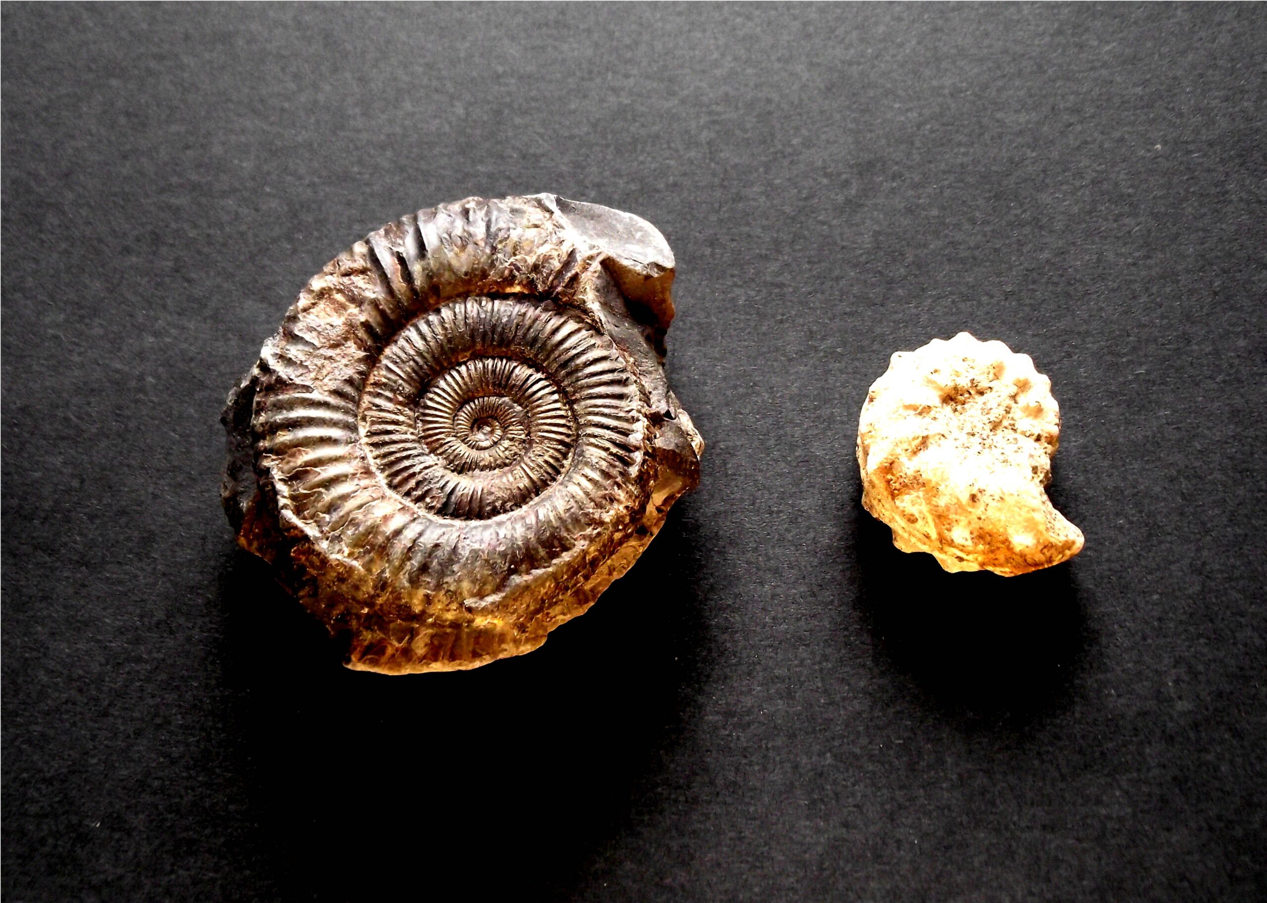 Fossil Evidence: Windows Into the Past (image credits: wikimedia)