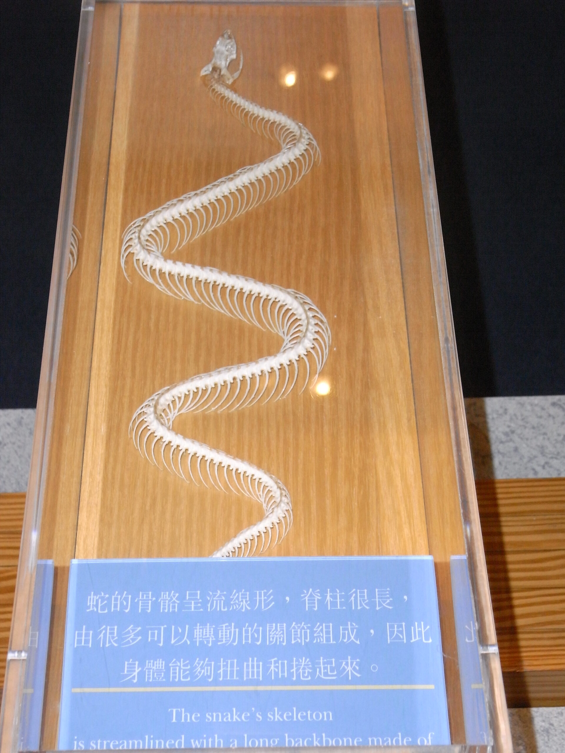 Skull and Jaw Evolution: The Feeding Revolution (image credits: wikimedia)