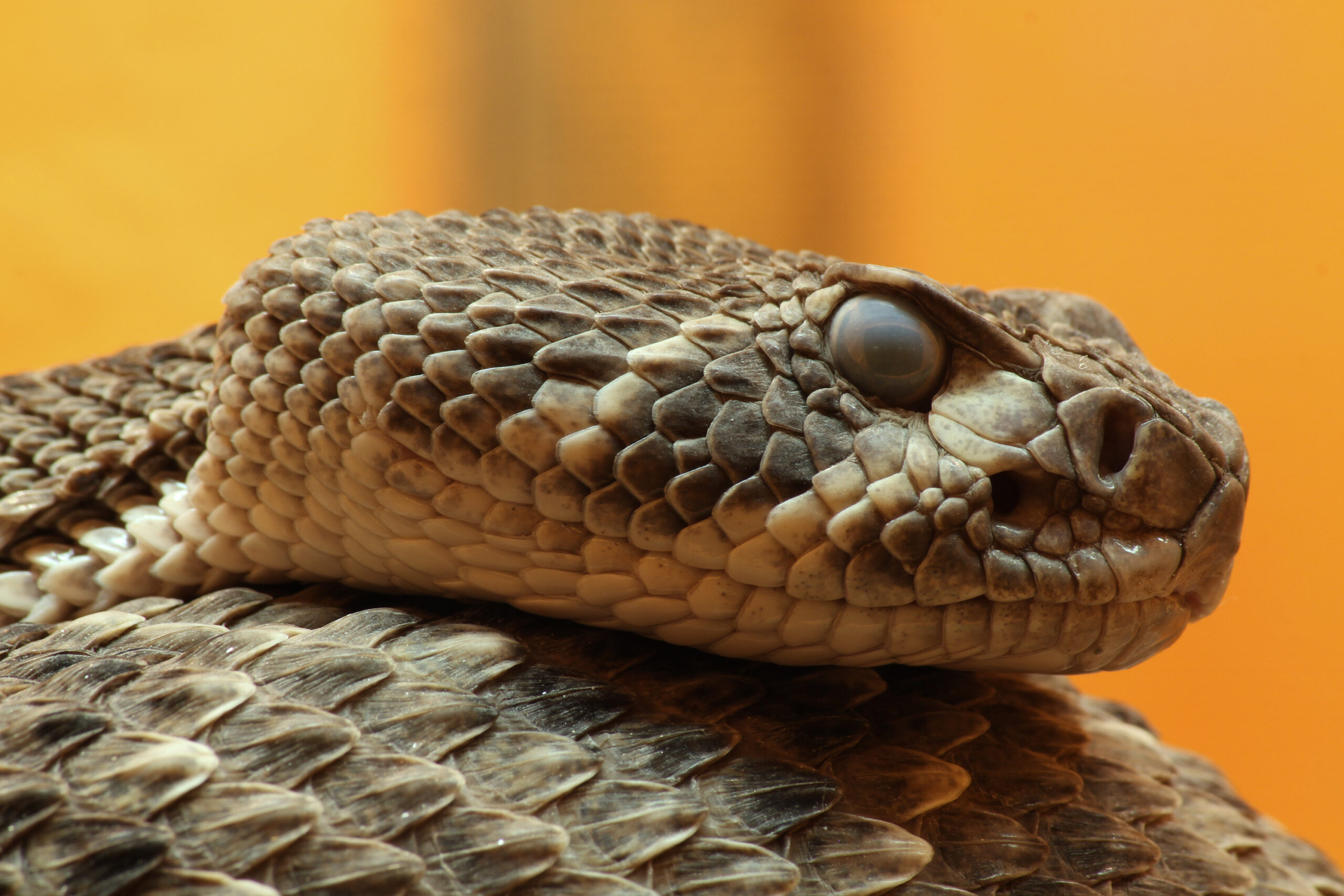 Diversification: The Snake Explosion (image credits: wikimedia)