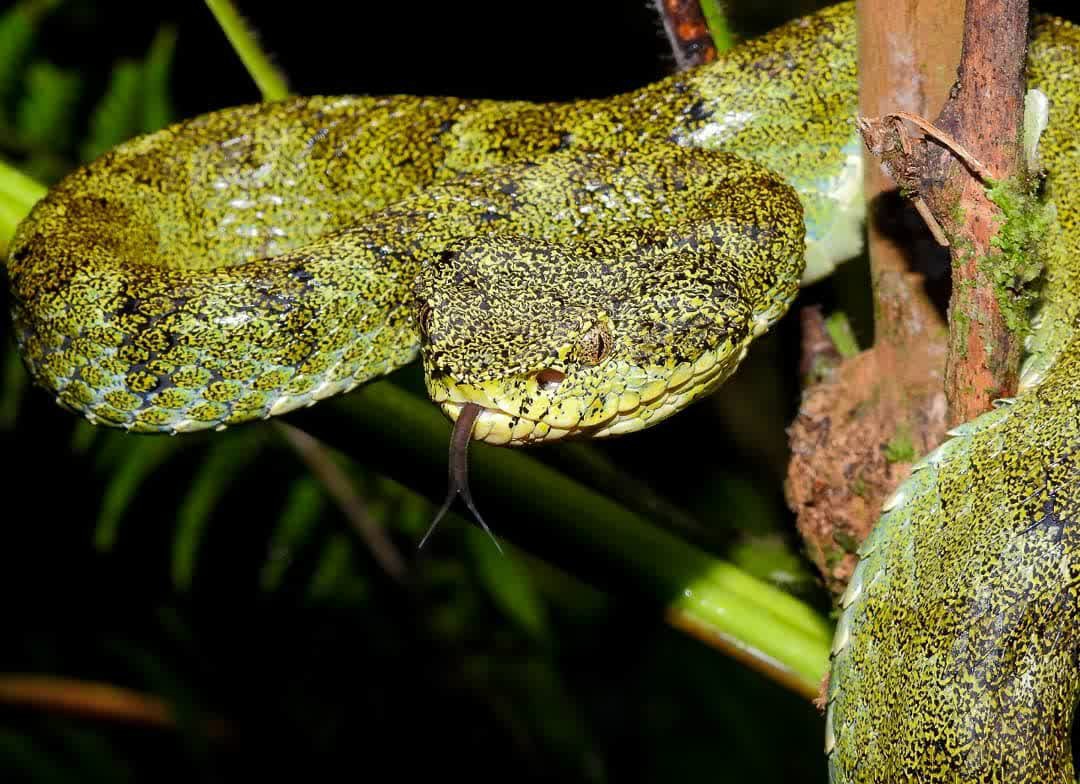 Modern Snake Diversity: The End Result (image credits: wikimedia)