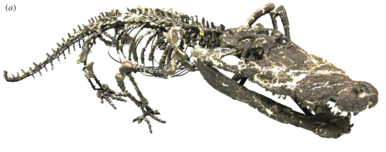 Archosaurs: The Rulers Before the Dinosaurs (image credits: Yoshida Junki, Hori Atsushi, Kobayashi Yoshitsugu, Ryan Michael J., Takakuwa Yuji and Hasegawa Yoshikazu 2021 A new goniopholidid from the Upper Jurassic Morrison Formation, USA: novel insight into aquatic adaptation toward modern crocodylians R. Soc. open sci. 8: 210320. 210320.
http://doi.org/10.1098/rsos.210320, CC BY 4.0, https://commons.wikimedia.org/w/index.php?curid=113170584)