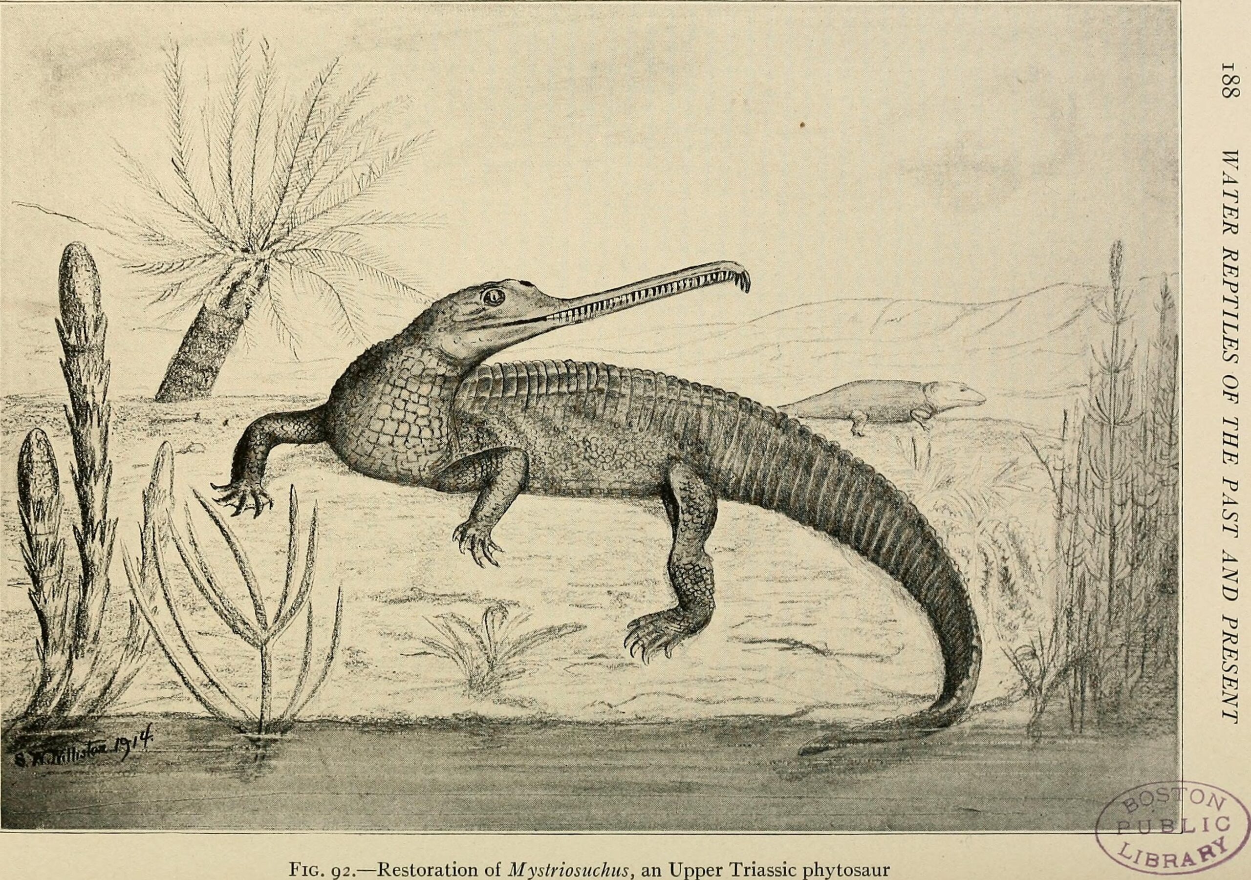 Desmatosuchus: The Triassic Tank That Wasn't a Dinosaur (image credits: wikimedia)